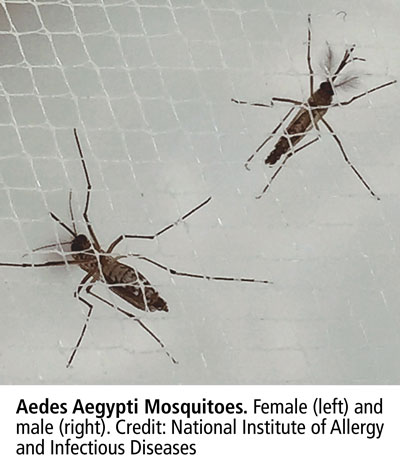 Aedes-Aegypti-Mosquitoes