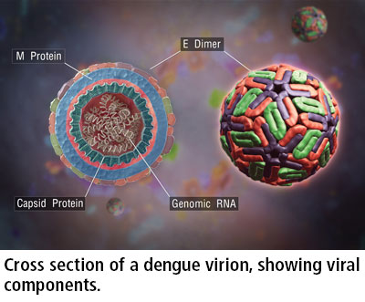 Dengue-virus-2