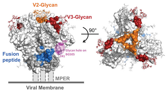 Fig bnAb Epitopes.r2