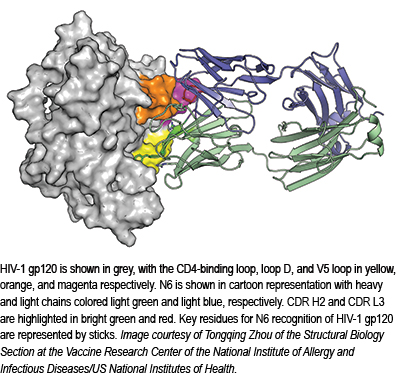 N6 gp120 IAVI-with-caption4