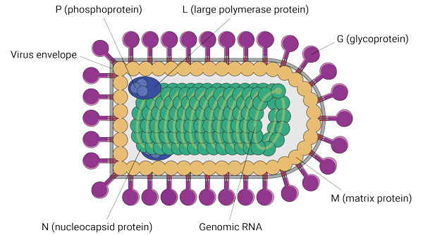 VSV particle