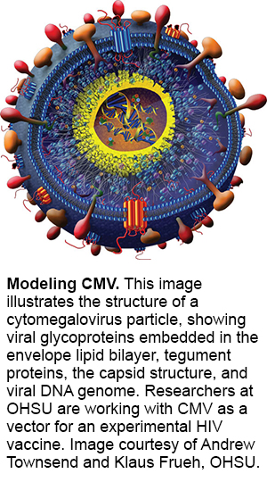 cmv model ohsu