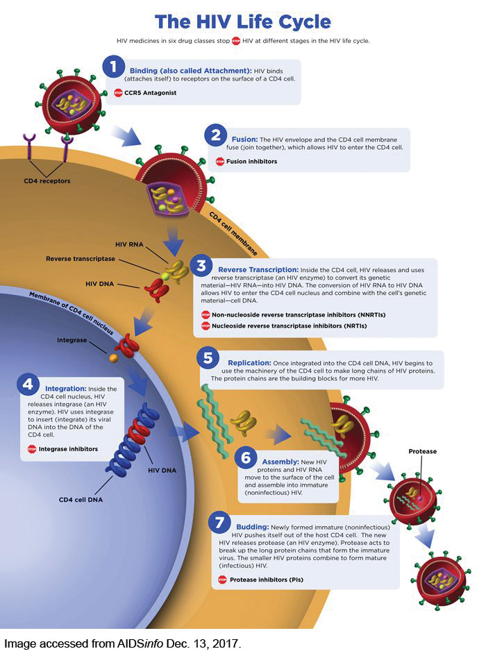 HIV Lifecycle AIDSinfo