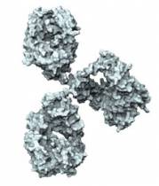 First Study Results of Passive Antibody Transfer Spur Future Planning